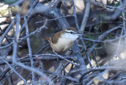 Long-billed Wren