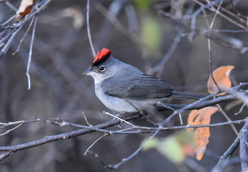 Pileated Finch