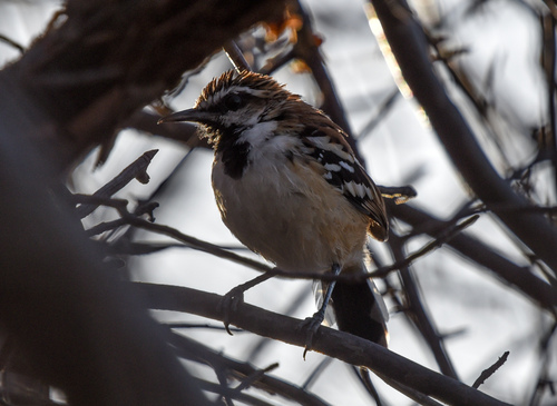 Stripe-backed Antbird