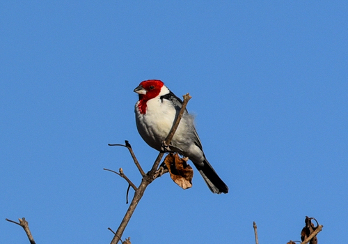Red-cowled Cardinal