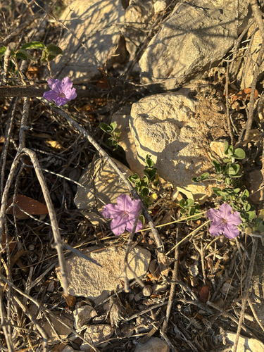 Parry's ruellia (Ruellia parryi)