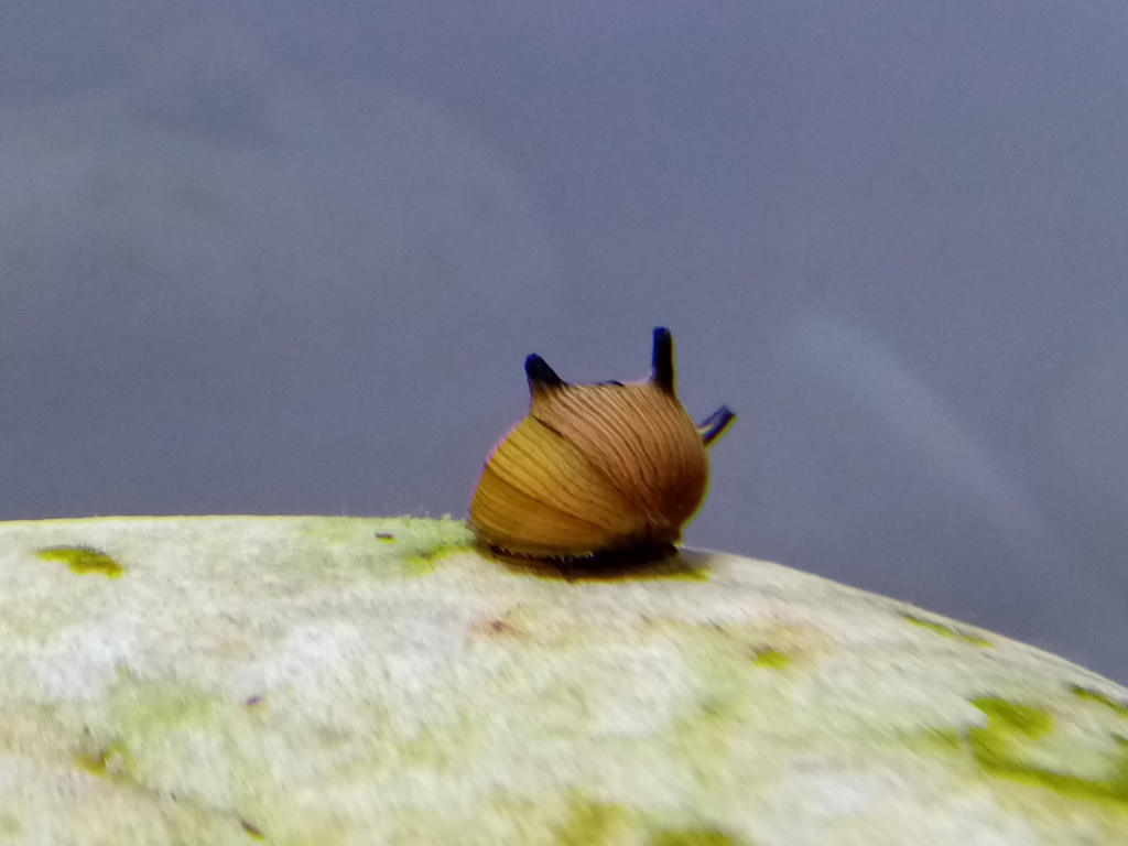 Nérite cornue (escargot corne couronne) (Clithon corona)