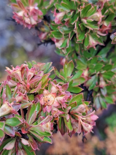 Escallonia virgata, photograph 5