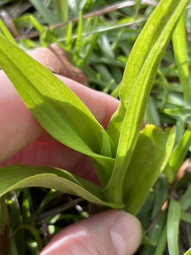 Waterspider Bog Orchid (Habenaria repens)