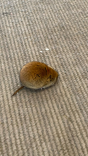 Hokkaido Red-backed Vole