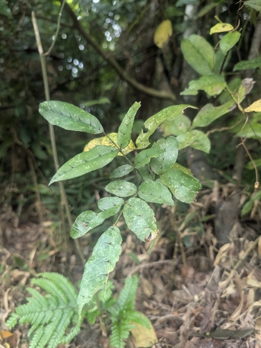 Shiny-leaved Prickly Ash (Zanthoxylum nitidum)