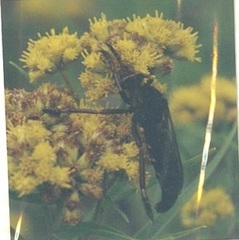 Diogmites basalis