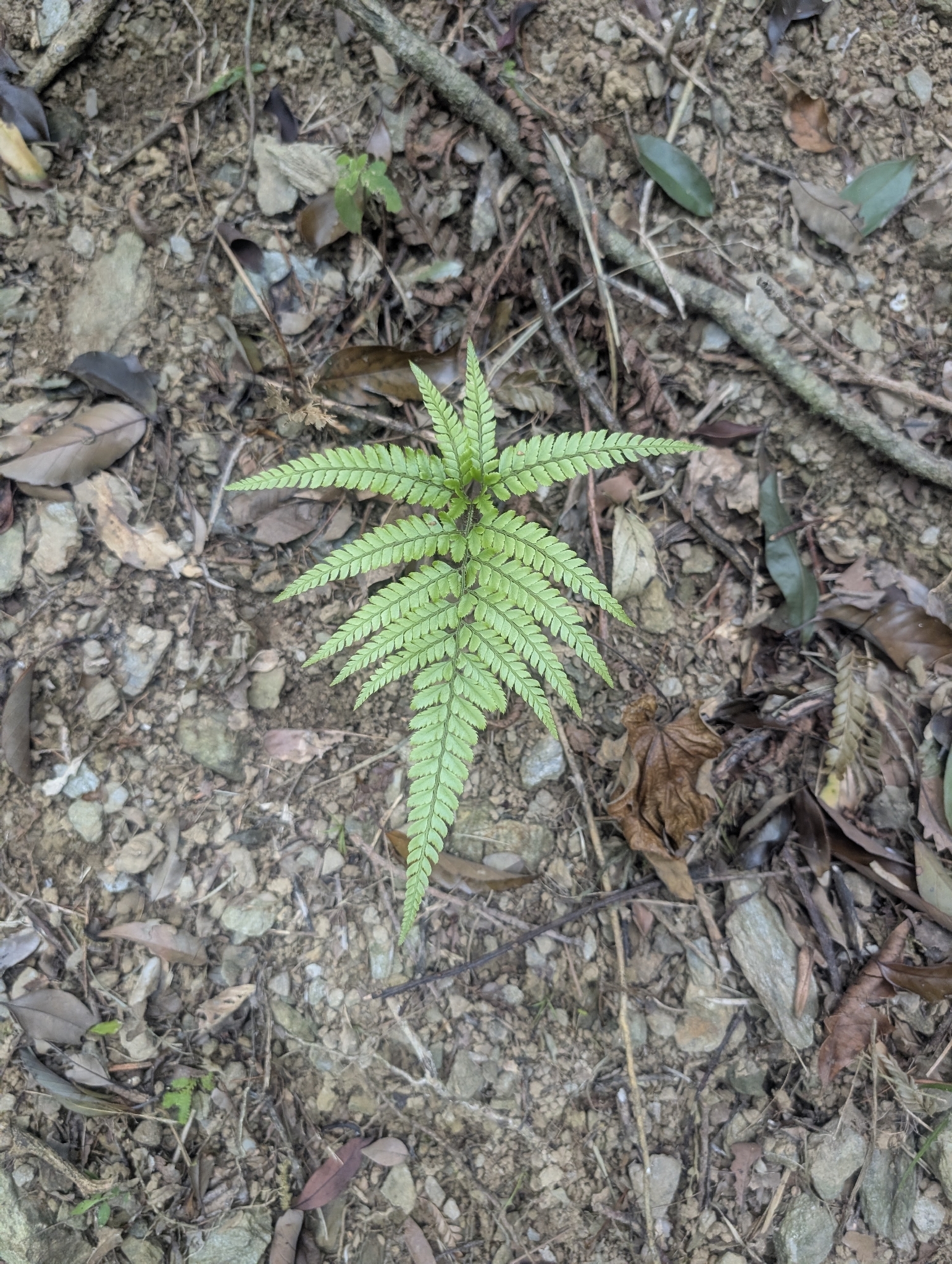 Prickly Shield Fern (Arachniodes aristata)