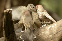 Amadina erythrocephala