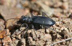 Cicindela plutonica