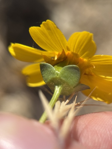 Coreopsis calliopsidea observed 2026-03-22