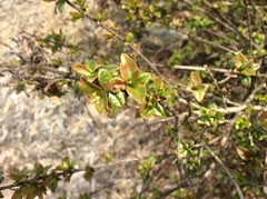 Abelia × grandiflora