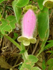 Kohleria warszewiczii, photograph (c) Luis G Restrepo, some rights reserved (CC BY)