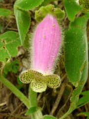 Kohleria warszewiczii, photograph (c) Luis G Restrepo, some rights reserved (CC BY)