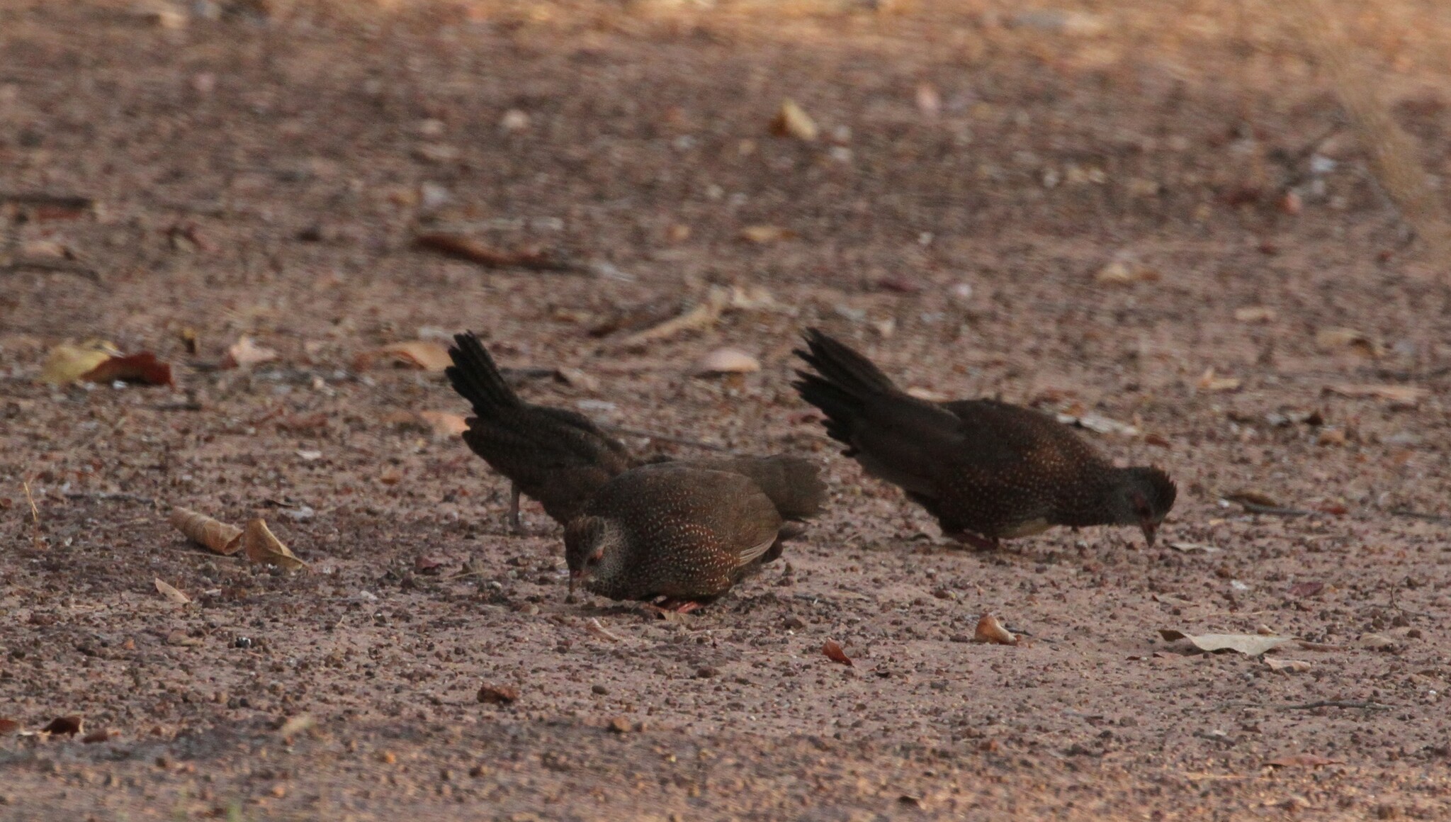 Stone Partridge (Ptilopachus petrosus), photo 1