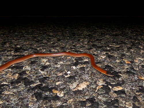 Photo of a Monk Snake (Suta monachus)