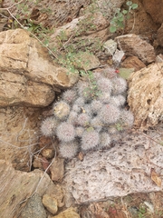 Mammillaria schumannii