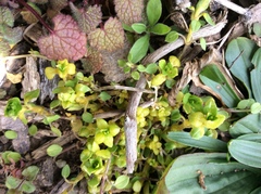 Lysimachia nummularia