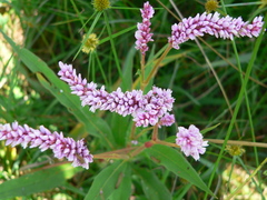 Persicaria limbata