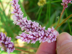 Persicaria limbata