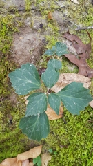Pachysandra procumbens