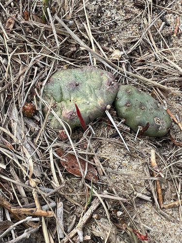 Creeping Cactus (Opuntia drummondii)