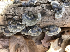 Trametes versicolor
