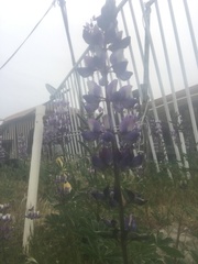 Lupinus nootkatensis