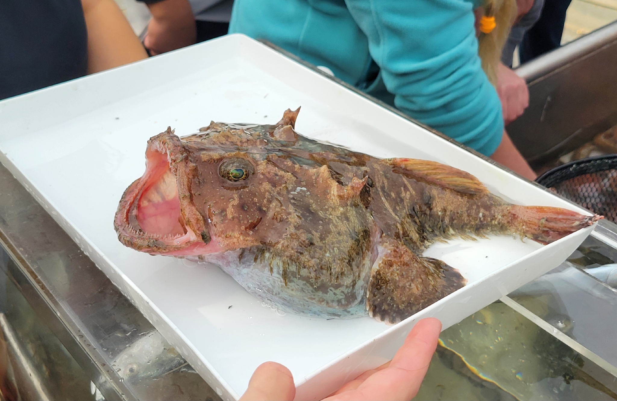Threadfin Goosefish photo 3