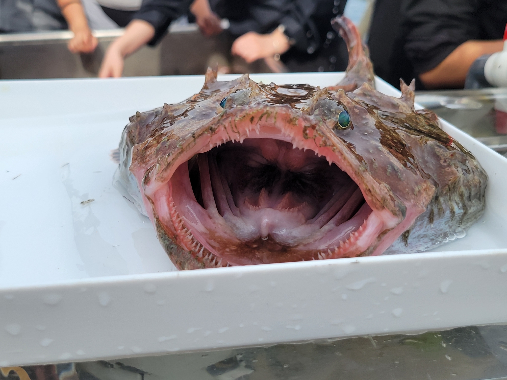Threadfin Goosefish photo 4