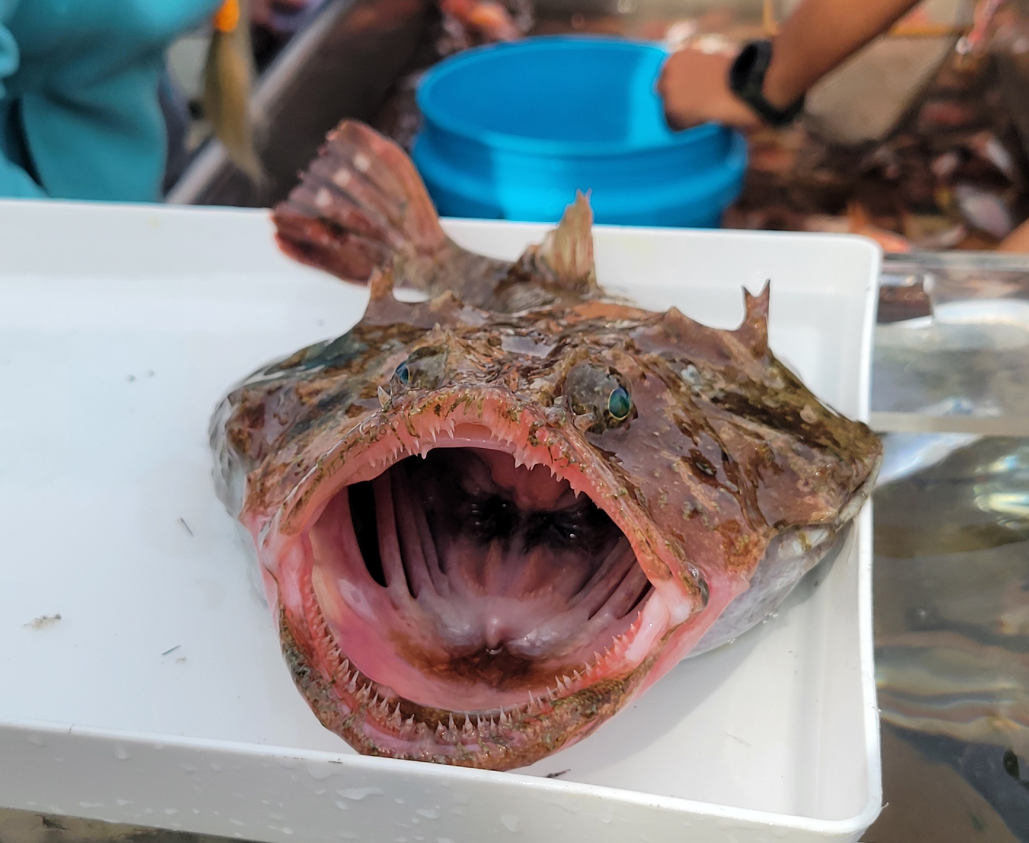 Threadfin Goosefish photo 5