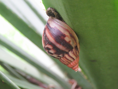 Lissachatina fulica