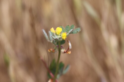 San Diego bird's-foot trefoil (Acmispon micranthus)