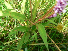 Persicaria limbata
