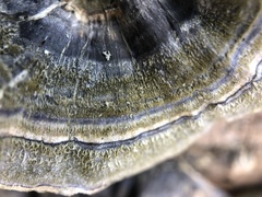 Trametes versicolor