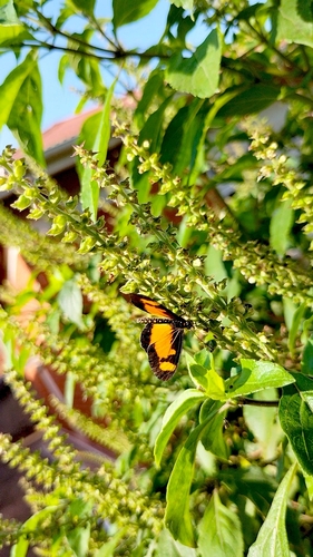 Falls Acraea