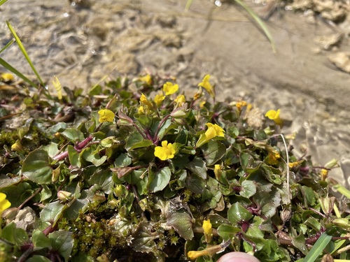 Geyer's yellow monkeyflower (Erythranthe geyeri)