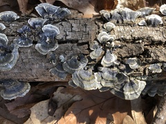 Trametes versicolor