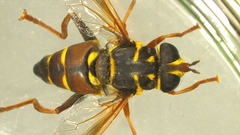 Meromacrus gloriosus
