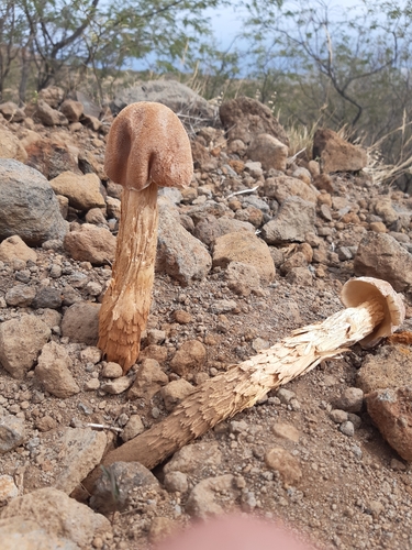 Sandy Stilt-puffball