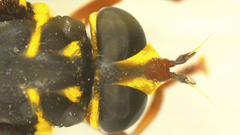 Meromacrus gloriosus