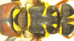 Meromacrus gloriosus