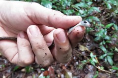 Dendrophidion vinitor