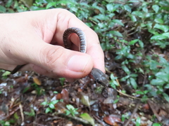 Dendrophidion vinitor