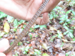 Dendrophidion vinitor