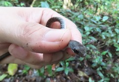 Dendrophidion vinitor