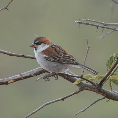 Cape Verde Sparrow