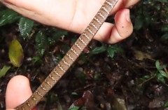 Dendrophidion vinitor