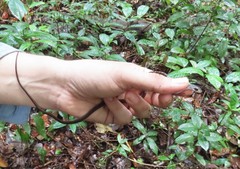 Dendrophidion vinitor