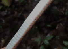 Dendrophidion vinitor